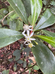 Pepper Bush (Tasmannia piperita)