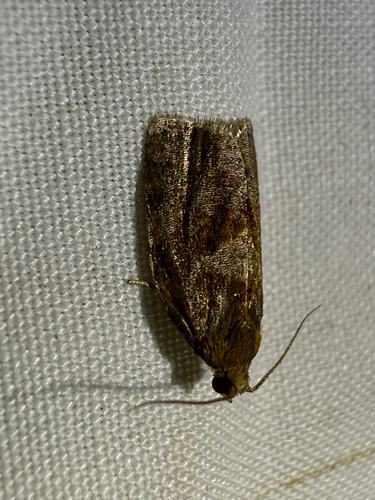 Rose Tortrix Moth photo 4