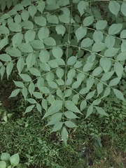 Aralia elata