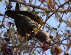 Poicephalus rueppellii
