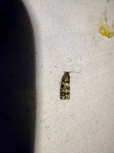 Spruce Needleminer Moth photo 3