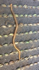 Henia vesuviana