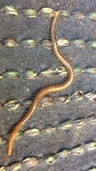 Henia vesuviana