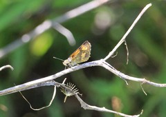 Taractrocera archias