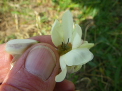 Ixia abbreviata