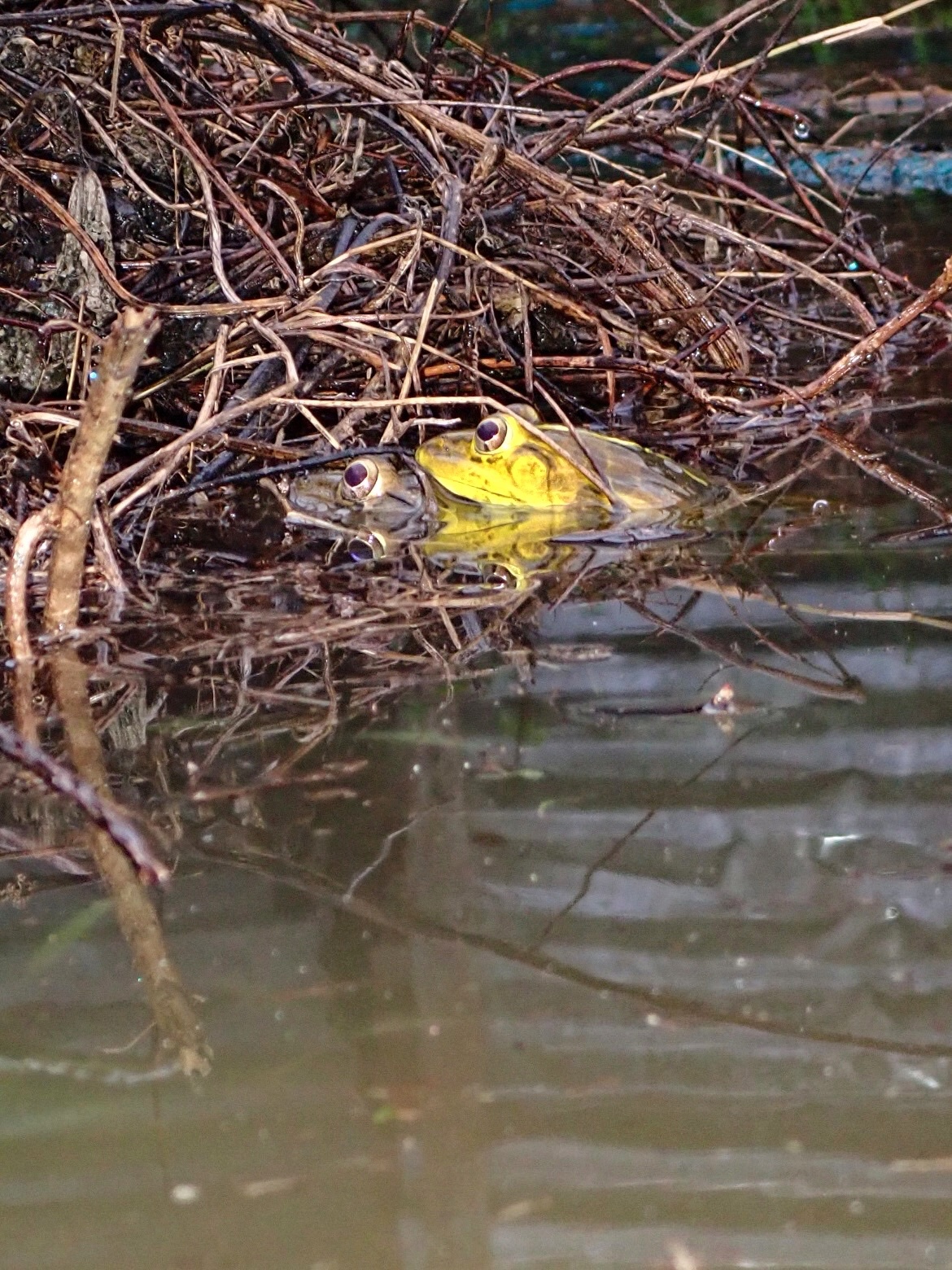 Indian Bull Frog