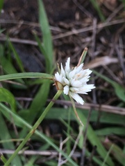 Cyperus niveus leucocephalus
