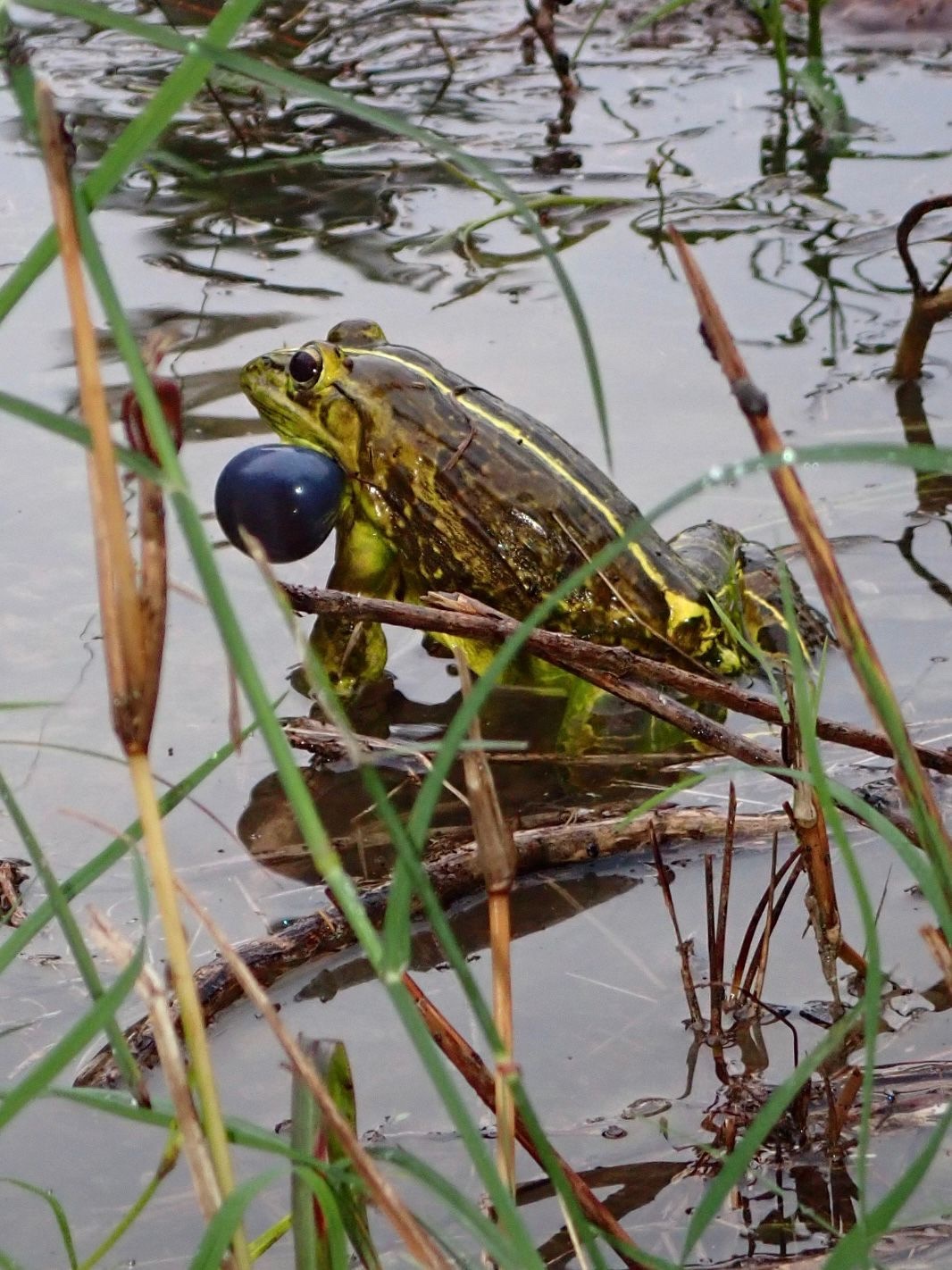 Indian Bull Frog