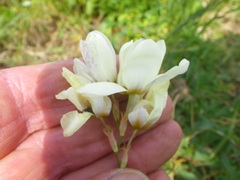 Ixia abbreviata