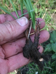 Cyperus niveus leucocephalus