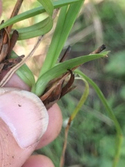 Cyperus niveus leucocephalus