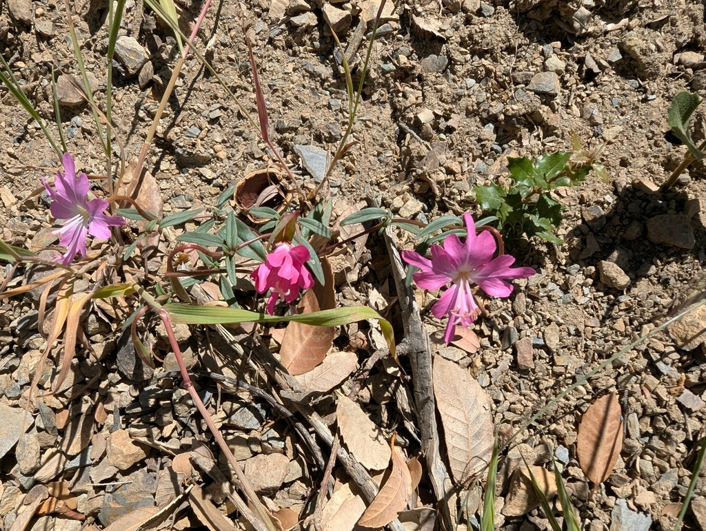 Clarkia breweri; photograph (c) joergmlpts, some rights reserved (CC BY)