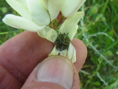 Ixia abbreviata