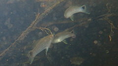 Pseudoxiphophorus bimaculatus