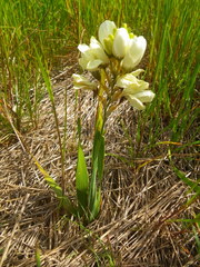 Ixia abbreviata