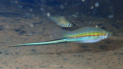 Xiphophorus hellerii