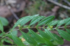 Hypericum densiflorum