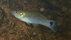 Pseudoxiphophorus bimaculatus