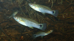 Pseudoxiphophorus bimaculatus