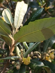 Anastrabe integerrima