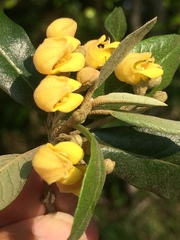 Anastrabe integerrima