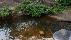 Pseudoxiphophorus bimaculatus