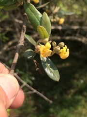 Anastrabe integerrima