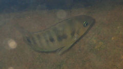 Cryptoheros spilurus