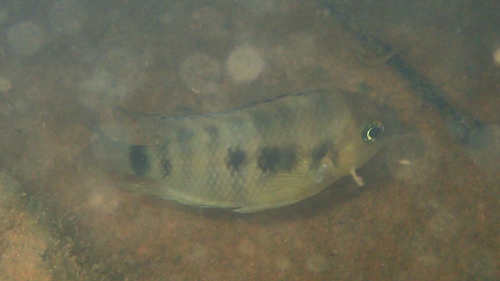 Blue-eye cichlid (Cryptoheros spilurus) — Cichlidae — 3