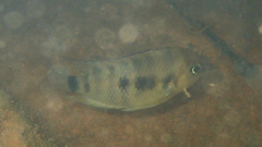 Cryptoheros spilurus