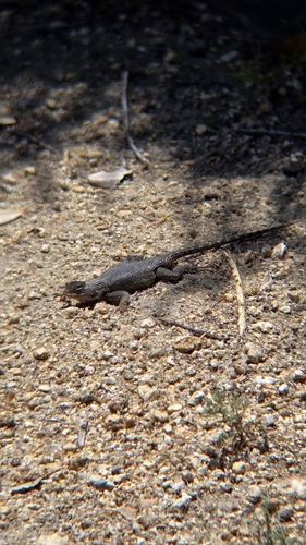 iNaturalist observation photo of Western Fence Lizard