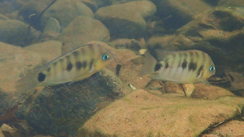 Blue-eye cichlid (Cryptoheros spilurus) — Cichlidae — 2