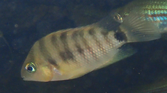 Cryptoheros spilurus