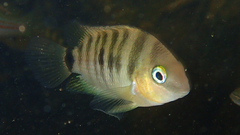 Cryptoheros spilurus