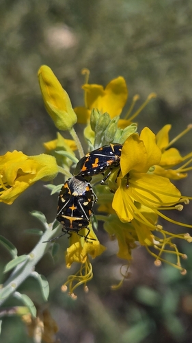 iNaturalist observation photo of Harlequin Bug