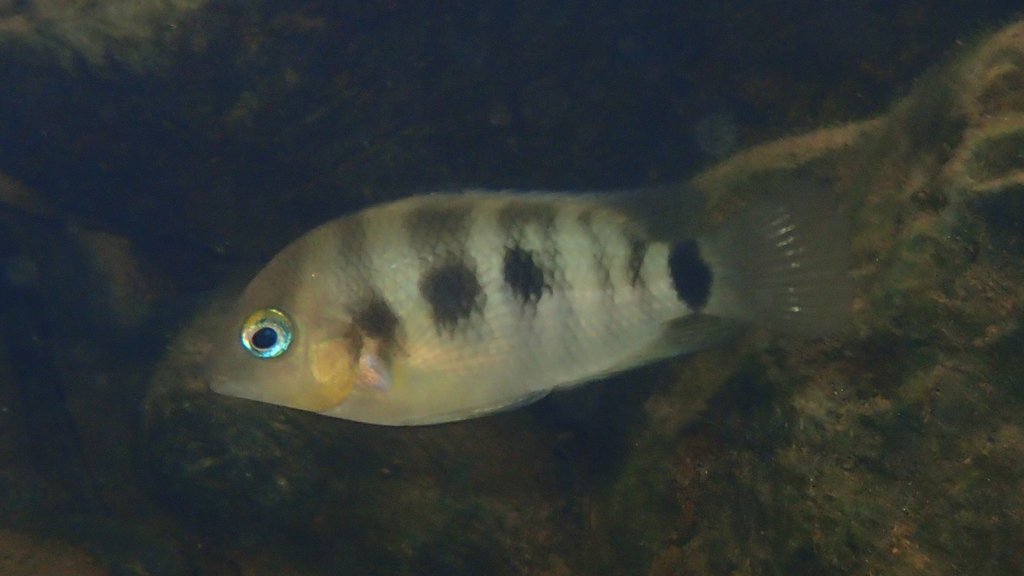 Blue-eye cichlid (Cryptoheros spilurus) — Cichlidae
