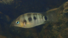 Cryptoheros spilurus