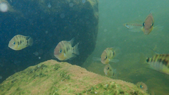Cryptoheros spilurus