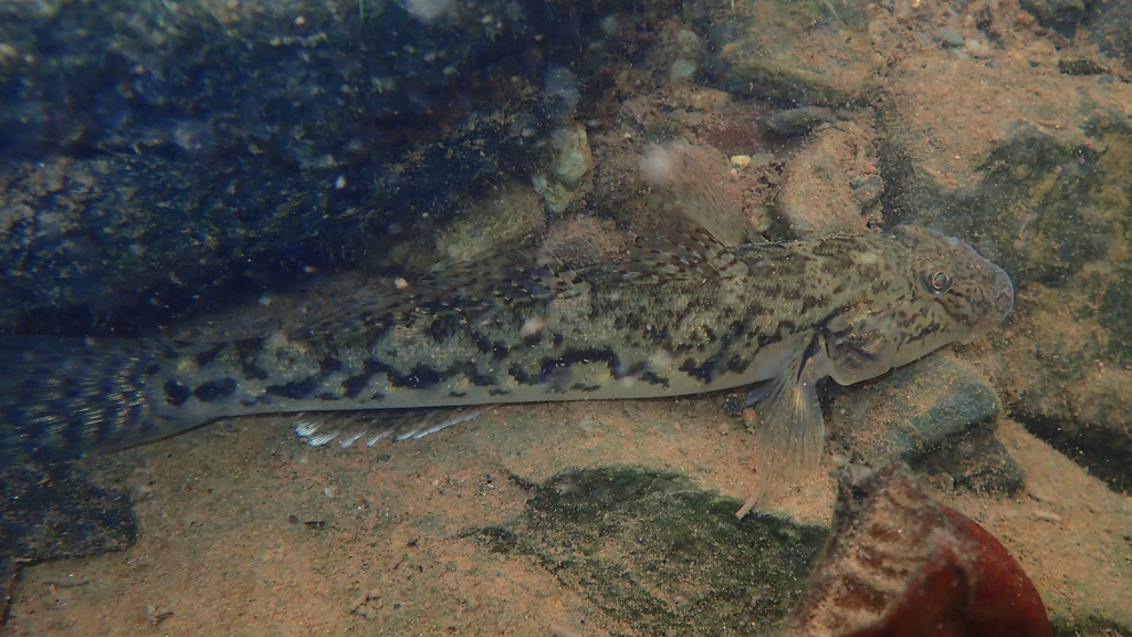 River Goby