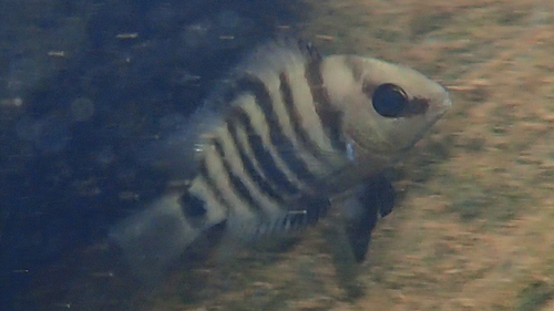 Blue-eye cichlid (Cryptoheros spilurus) — Cichlidae — 4