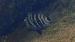 Cryptoheros spilurus