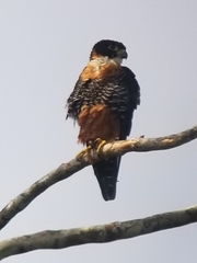 Falco deiroleucus