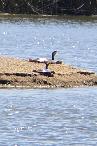 iNaturalist observation photo of Spiny Softshell