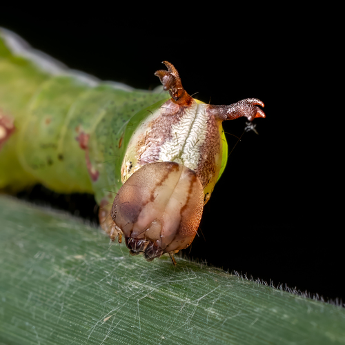 Wavy-lined Heterocampa Moth photo 3