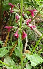 Stachys thunbergii