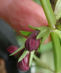 Stachys thunbergii