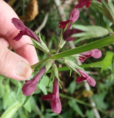 Stachys thunbergii