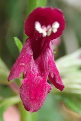 Stachys thunbergii