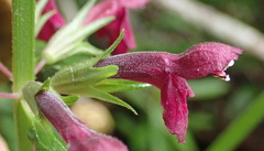 Stachys thunbergii
