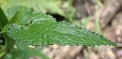 Stachys thunbergii